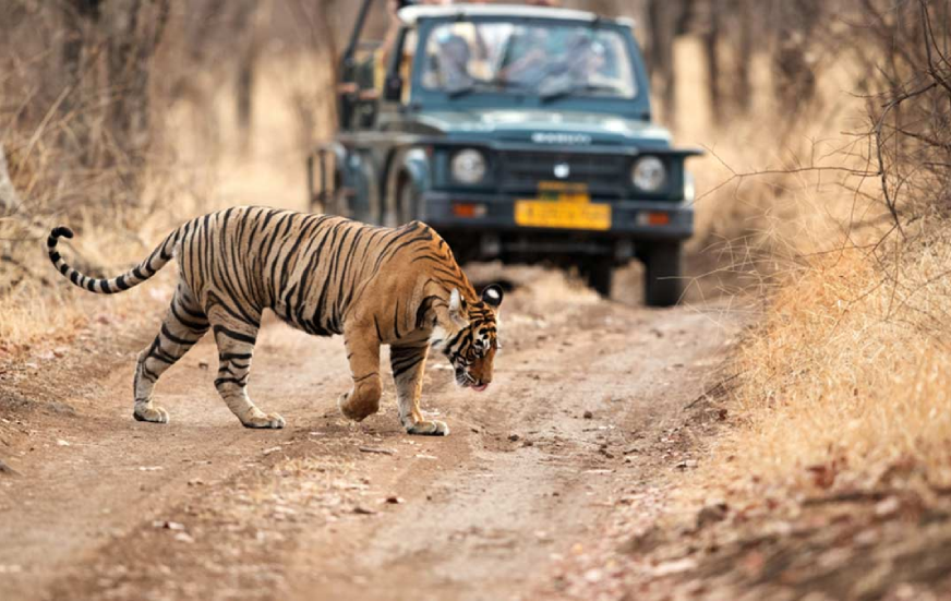 Jeep Safari Jim Corbett